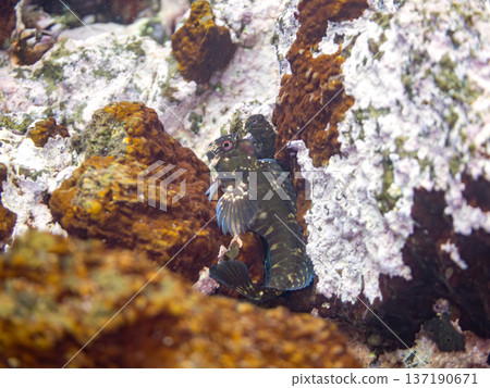 岸邊的躄魚。日本靜岡縣伊豆半島南伊豆町中木町的堺濱海灘 - 2025,日本頂級浮潛勝地之一。 岸邊的躄魚。日本靜岡縣伊豆半島南伊豆町中木町的堺濱海灘 - 2025,日本頂級浮潛勝地之一。 137190671