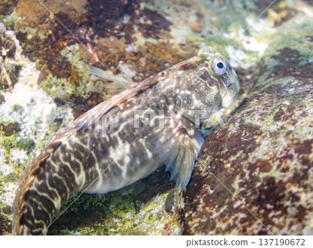 岸邊的躄魚。日本靜岡縣伊豆半島南伊豆町中木町的堺濱海灘 - 2025,日本頂級浮潛勝地之一。 岸邊的躄魚。日本靜岡縣伊豆半島南伊豆町中木町的堺濱海灘 - 2025,日本頂級浮潛勝地之一。 137190672