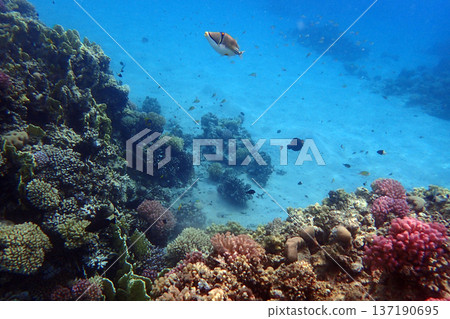nice coral reef in the Egypt, Safaga 137190695