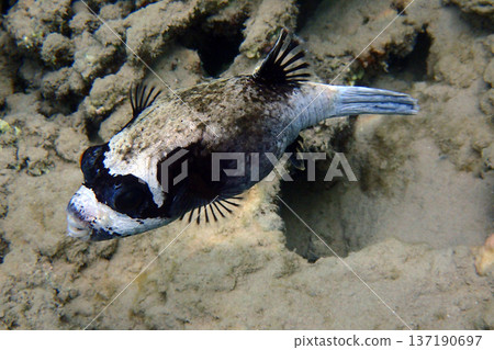 puffer fish from makadi bay puffer fish from makadi bay 137190697