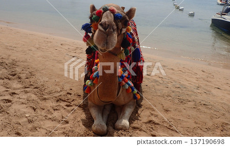 camel on the beach camel on the beach 137190698