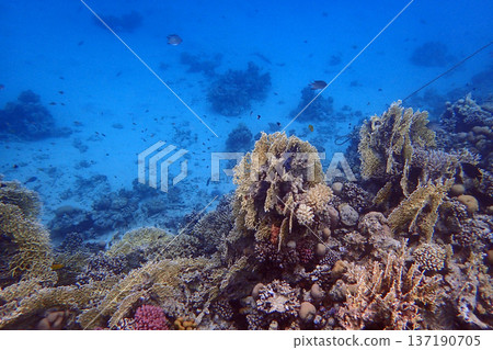 nice coral reef in the Egypt, Safaga nice coral reef in the Egypt, Safaga 137190705