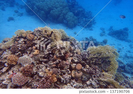 nice coral reef in the Egypt, Safaga 137190706