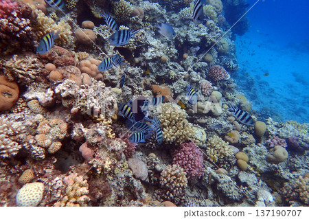 nice coral reef in the Egypt, Safaga 137190707