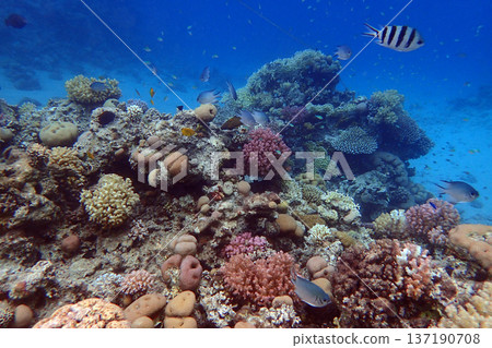 nice coral reef in the Egypt, Safaga 137190708