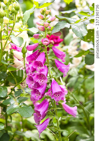 Digitalis flowers 137190736