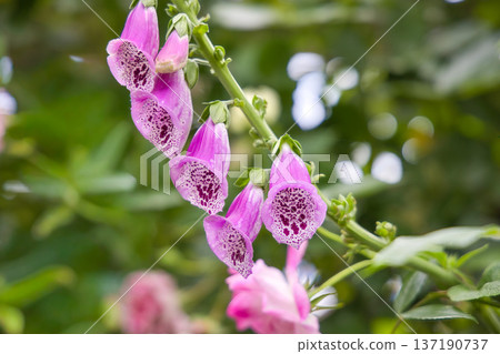 Digitalis flowers 137190737