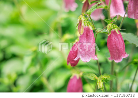 花竹花 花竹花 137190738