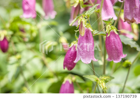 Flower bamboo flower 137190739