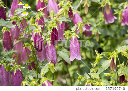 花竹花 137190740