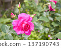 粉紅玫瑰 137190743
