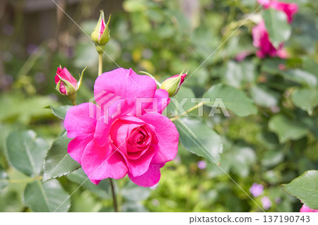 粉紅玫瑰 137190743