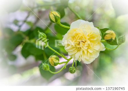 黃玫瑰挑逗喬治亞 黃玫瑰挑逗喬治亞 137190745