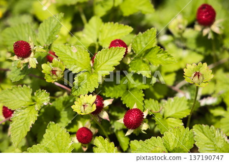 Red berries of the snakeberry Red berries of the snakeberry 137190747