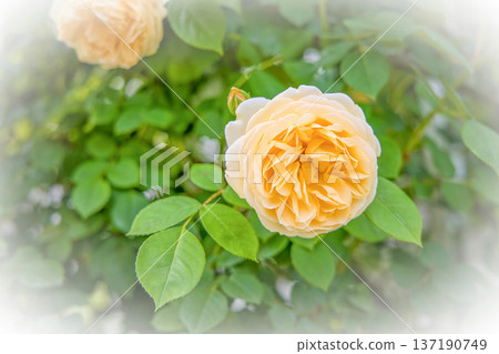Yellow rose Yellow rose 137190749