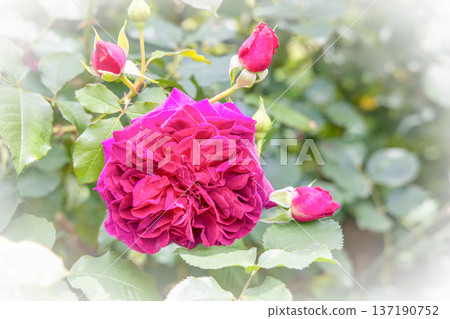 紅玫瑰弗朗西斯·杜布雷伊 紅玫瑰弗朗西斯·杜布雷伊 137190752