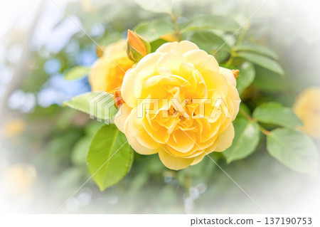 Yellow rose Yellow rose 137190753