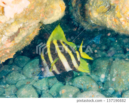 Tengudai and others. Hirizohama, Nakagi, Minamiizu-cho, Izu Peninsula, Shizuoka Prefecture - 2025 One of Japan's top snorkeling spots. 137190882