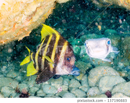 Tengudai and others. Hirizohama, Nakagi, Minamiizu-cho, Izu Peninsula, Shizuoka Prefecture - 2025 One of Japan's top snorkeling spots. Tengudai and others. Hirizohama, Nakagi, Minamiizu-cho, Izu Peninsula, Shizuoka Prefecture - 2025 One of Japan's top snorkeling spots. 137190883