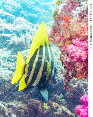 Tengudai and others. Hirizohama, Nakagi, Minamiizu-cho, Izu Peninsula, Shizuoka Prefecture - 2025 One of Japan's top snorkeling spots. Tengudai and others. Hirizohama, Nakagi, Minamiizu-cho, Izu Peninsula, Shizuoka Prefecture - 2025 One of Japan's top snorkeling spots. 137190884