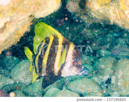 Tengudai and others. Hirizohama, Nakagi, Minamiizu-cho, Izu Peninsula, Shizuoka Prefecture - 2025 One of Japan's top snorkeling spots. Tengudai and others. Hirizohama, Nakagi, Minamiizu-cho, Izu Peninsula, Shizuoka Prefecture - 2025 One of Japan's top snorkeling spots. 137190885