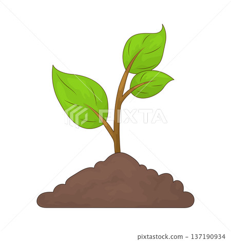 Illustration of Plant 137190934