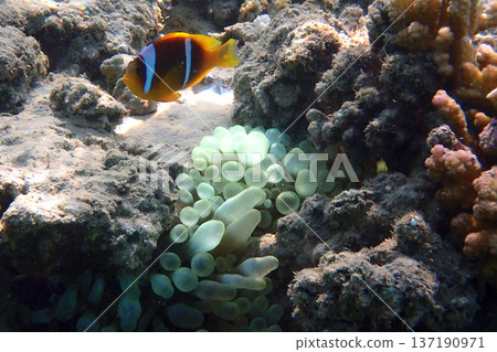cmall clown fish in the Red sea cmall clown fish in the Red sea 137190971