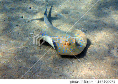 Bluespotted stingray (Taeniura lymma) Bluespotted stingray (Taeniura lymma) 137190973
