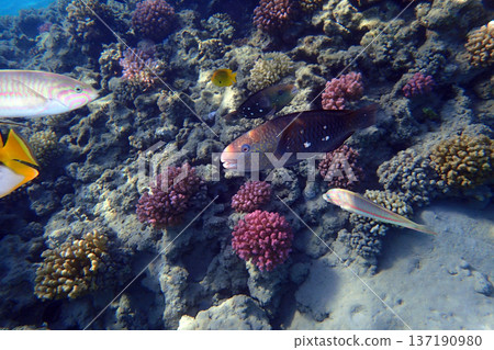 nice coral reef in the Egypt, Safaga nice coral reef in the Egypt, Safaga 137190980