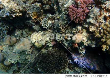 nice coral reef in the Egypt, Safaga 137190984