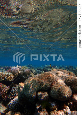 nice coral reef in the Egypt, Safaga 137190987