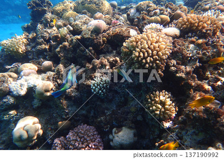 nice coral reef in the Egypt, Safaga 137190992