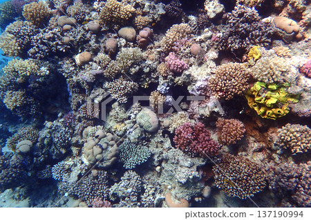 nice coral reef in the Egypt, Safaga nice coral reef in the Egypt, Safaga 137190994