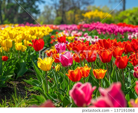 Colorful Spring Tulip Field in Bloom with Soft Bokeh Background 137191068