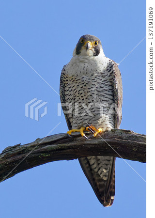 一隻遊隼從高高的樹枝上望著我們。 137191069