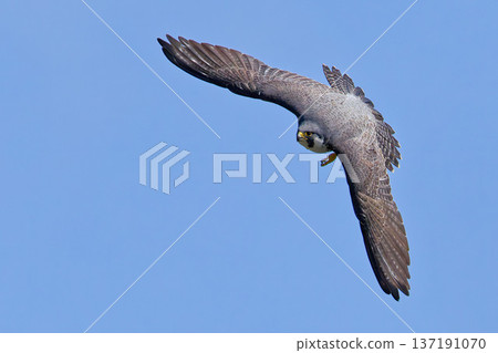一隻遊隼盤旋著向我們飛來。 137191070