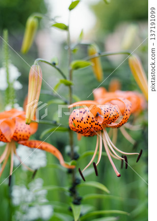Tiger lily orange petals spotted closeup bloom Tiger lily orange petals spotted closeup bloom 137191099