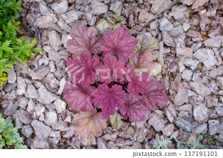 Heuchera Berry Smoothie With Vivid Pink Leaves 137191101