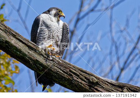 A female peregrine falcon cries as she grabs the prey given to her by the male. A female peregrine falcon cries as she grabs the prey given to her by the male. 137191342