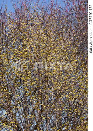 山茱萸花，2026年3月 137191483