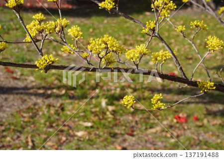 山茱萸花，2026年3月 137191488