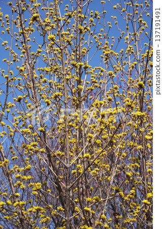 山茱萸花，2026年3月 137191491