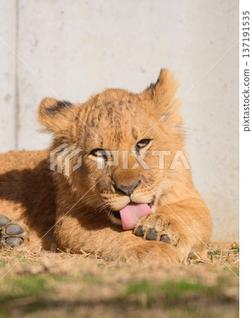 正在梳理毛髮的小獅子的目光 137191535