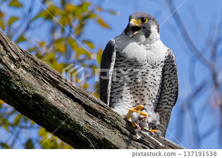 A female peregrine falcon grabs prey and calls out to a male A female peregrine falcon grabs prey and calls out to a male 137191538