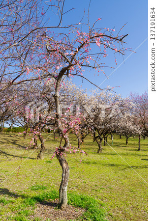 Plum blossoms at Hirashiba Park (Toyota City, Aichi Prefecture) 137191634