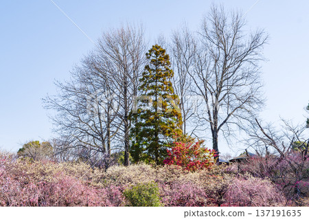 Plum Grove at Hirashiba Park (Toyota City, Aichi Prefecture) 137191635