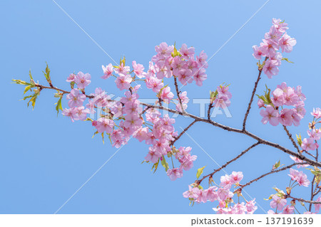 藍天和河津櫻花 藍天和河津櫻花 137191639