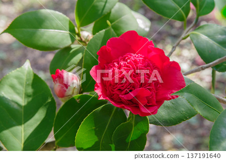 紅山茶花「Beni Karako」(愛知縣豐田市) 紅山茶花「Beni Karako」(愛知縣豐田市) 137191640