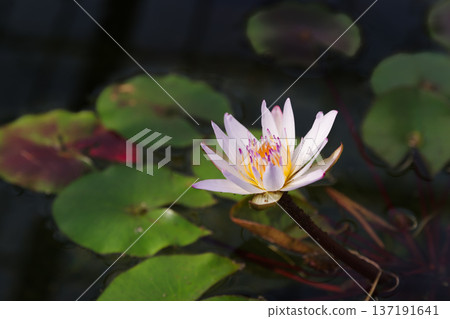水面上漂浮著睡蓮(愛知縣豐田市) 水面上漂浮著睡蓮(愛知縣豐田市) 137191641