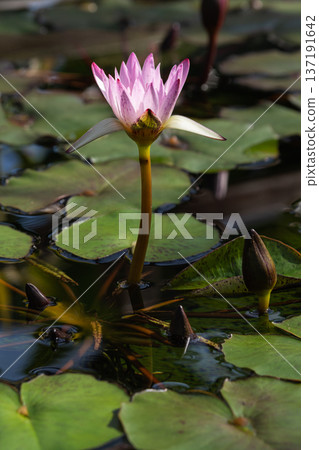 睡蓮「杏色」花(愛知縣豐田市) 睡蓮「杏色」花(愛知縣豐田市) 137191642